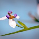 A Blue Orchid